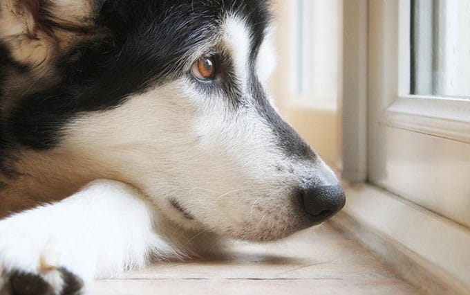 Separation Anxiety Life with Siberian Huskies